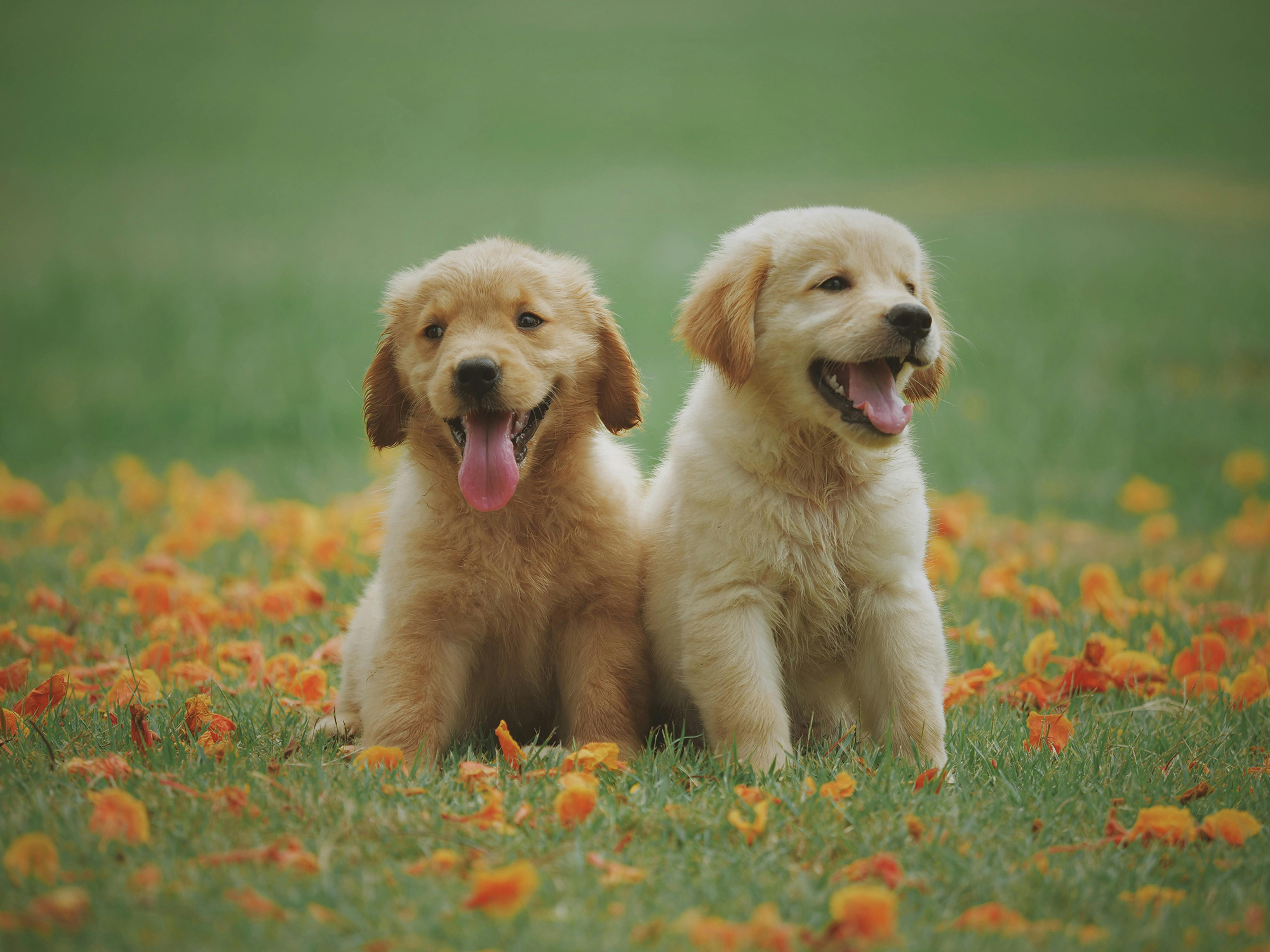Two puppies in a feild