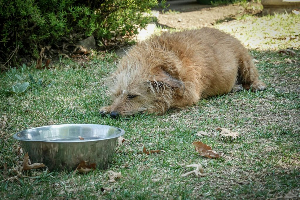 Dog with its water bowl