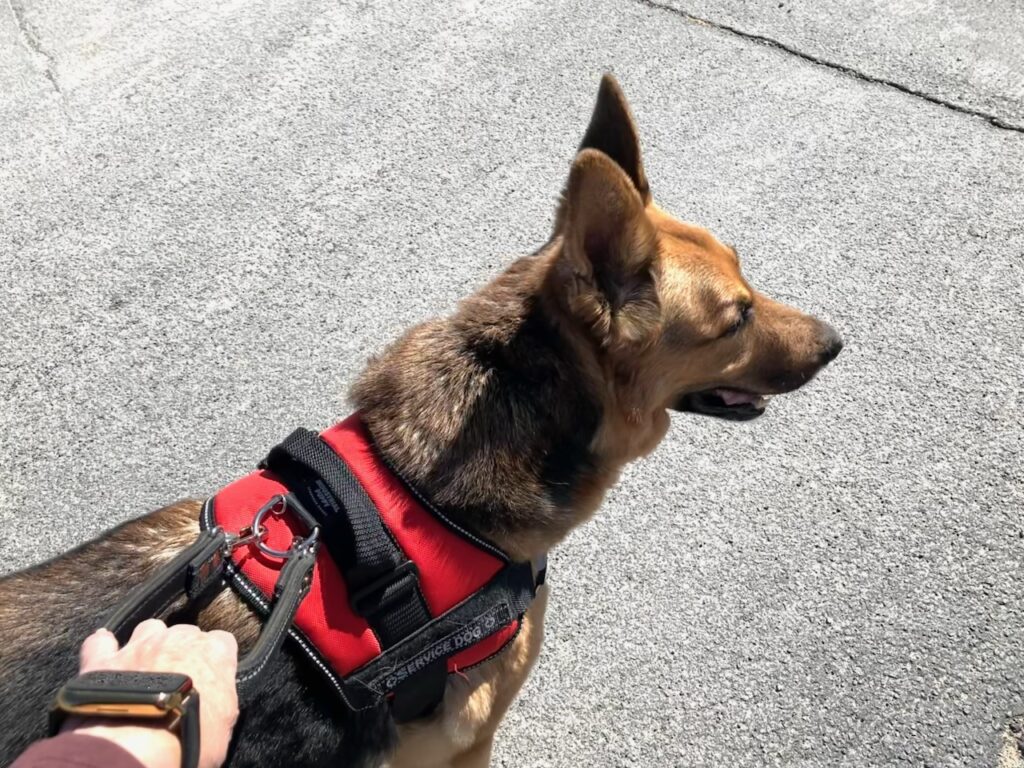 German shepherd named Kodi, a service dog in Reno, outside looking alert in sunlight