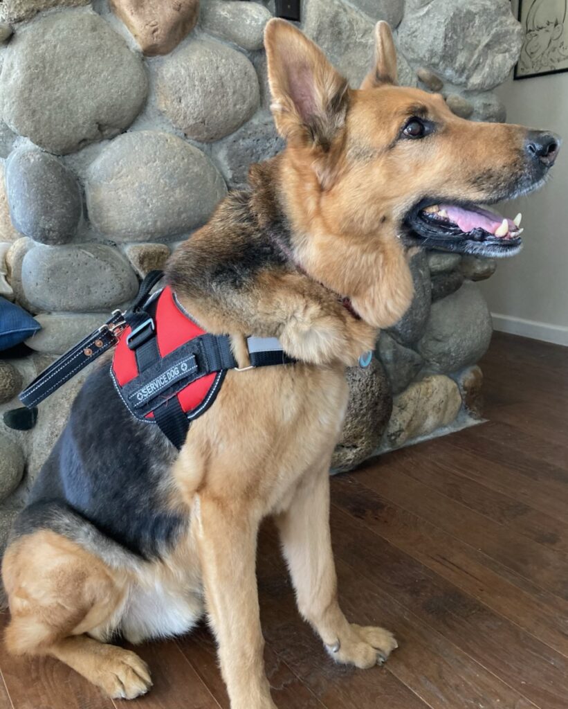 German shepherd named Kodi, a service dog in Reno, sitting inside by a stone wall on wood floors
