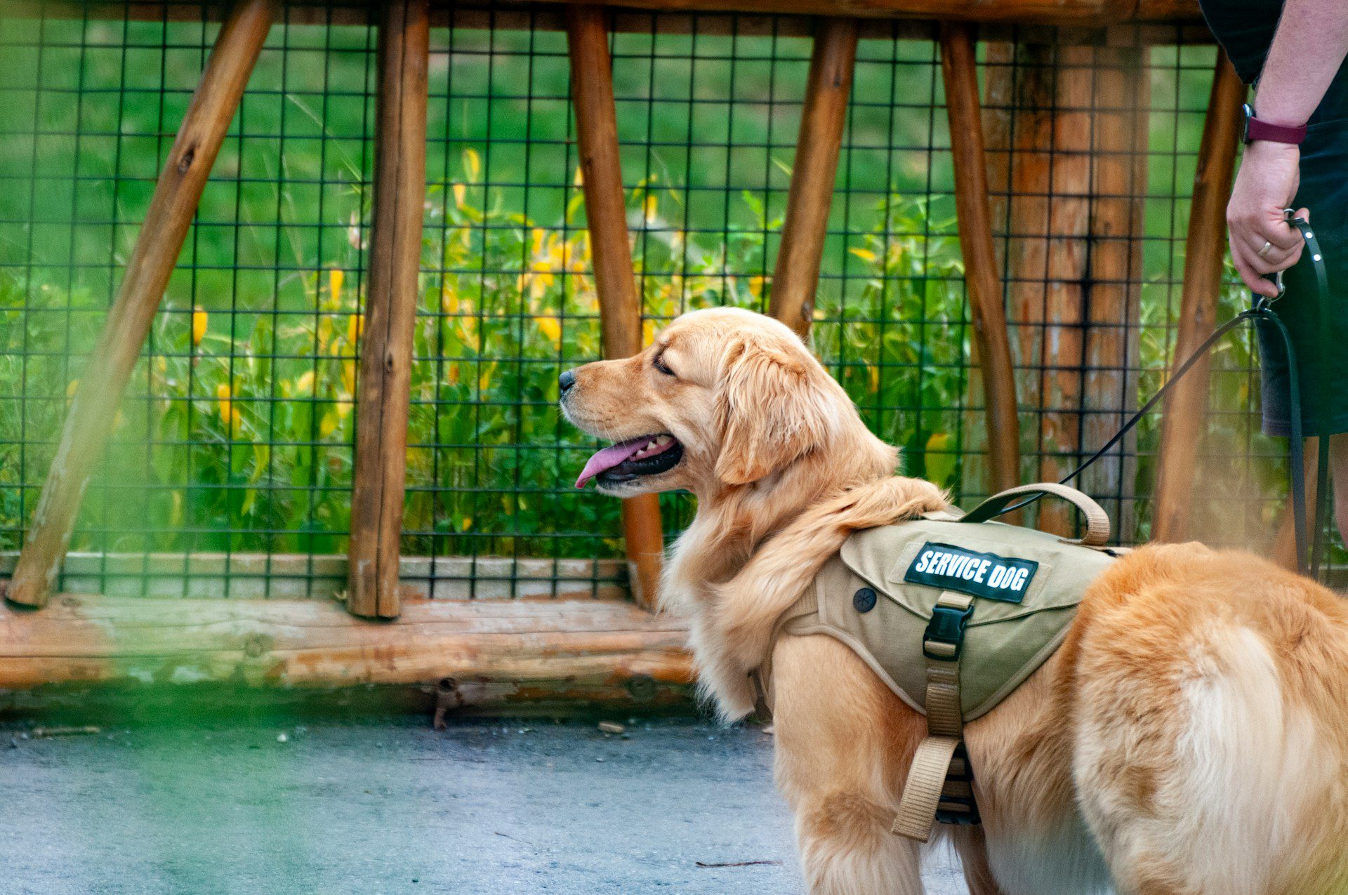 Reno Pet Sitter explains why mislabeling pets as service dogs harms people who rely on them and how responsible pet ownership makes a difference.